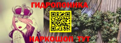 спайс Кингисепп